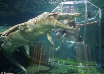 The Cage of Death, Australia