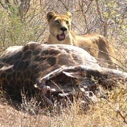 Exploring the Kruger from dawn to dusk