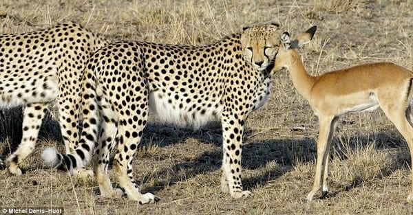 LUCKY Impala with Leopards for friends