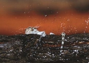 Hannes Lochner – Journey to Wildlife Photography Book Publishing