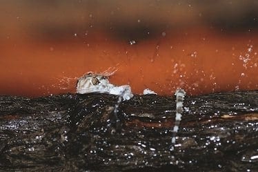 Hannes Lochner – Journey to Wildlife Photography Book Publishing