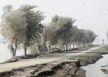 Trees Cocooned in Spiders Webs