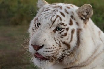 Help Save Two White Tigers!