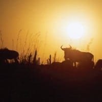 N’Kosi Sana Game Lodge