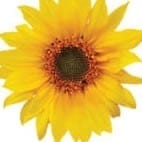 Flower Power Literally!