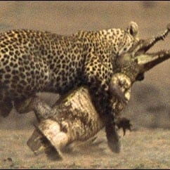 Leopard attacks a Crocodile