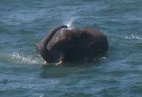Elephant swimming in the sea