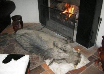 Warthog and his pillow