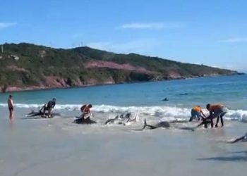 Dolphins Stranded and Saved all in one Go