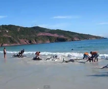Dolphins Stranded and Saved all in one Go