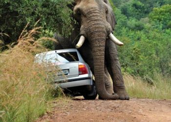 Road Rage African Style