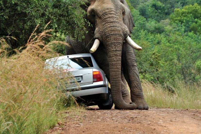 Road Rage African Style