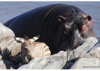 The Hero Hippo Saving Others