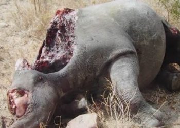 245 rhinos poached in SA