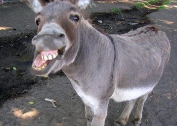 Donkey year for vets