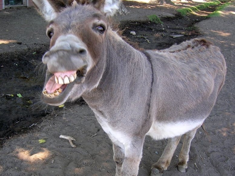 Donkey year for vets