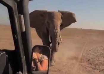 Baby Elephant Rescue this will steal your heart