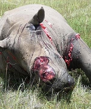Almost 600 Rhinos lost this year