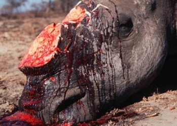Three arrested for rhino massacre