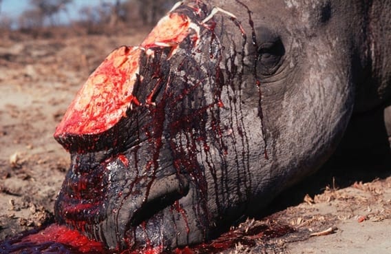 Three arrested for rhino massacre