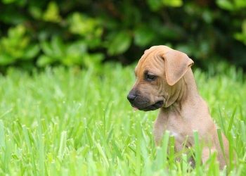 Zuma gets SA barking mad