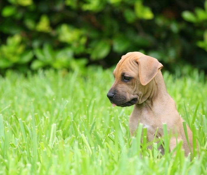 Zuma gets SA barking mad