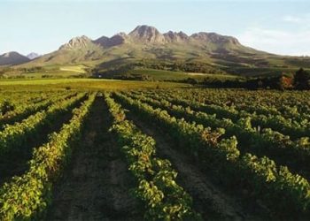 SA wine industry optimistic