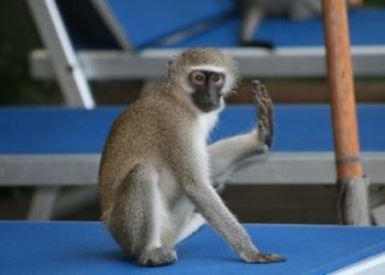 Speed cop logic bites SA in the butt