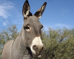 Donkey meat in SA patties etc