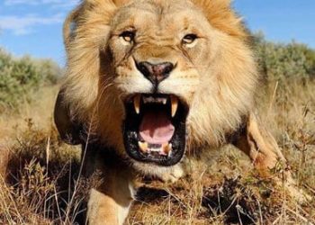 Lion mauls woman during sex
