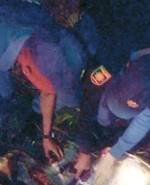 Car crash cow butchered by cops
