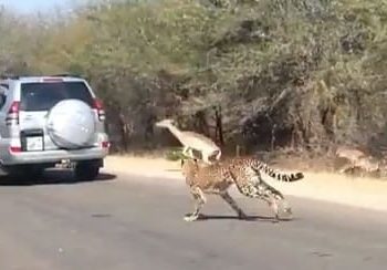 Impala fleeing Cheetah jumps into car