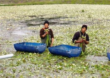 Waterblommetjiebredie Recipe Van die Boland