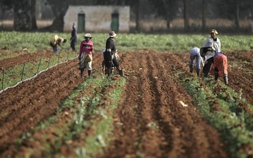 Do 40,000 white families own 80% of the land in South Africa?