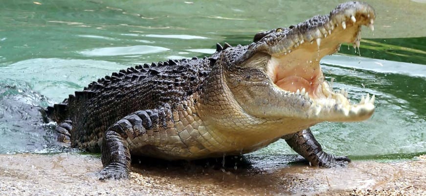 Afrikaanse Krokodil Grappe