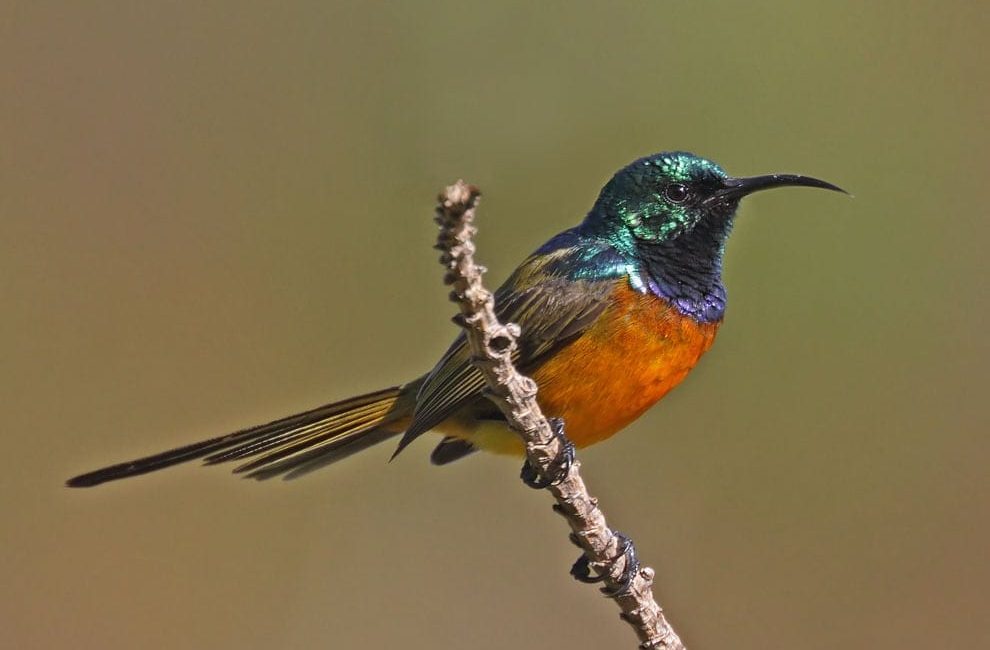 Looking for the best chicks in SA