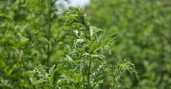A Chinese Herb that Kills 98% Of Cancer Cells In Just 16 Hours?