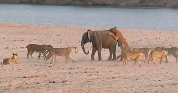 Baby Elephant fights off 14 Lions