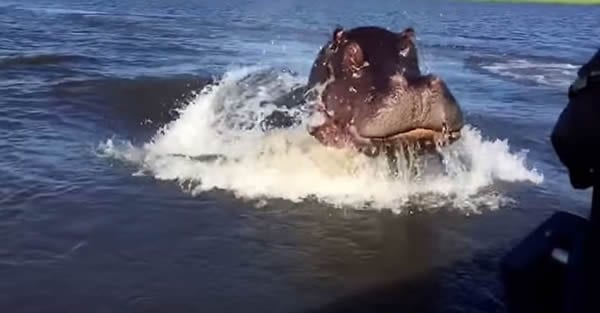 Hippo chasing a boat