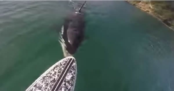 Orca Paddle Boarder Close Encounter Killer Whale