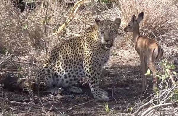 Leopard Licking Impala