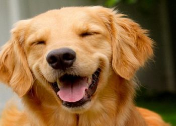 Newly married couple  Joke