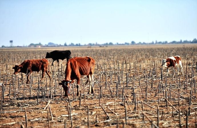 R381m allocated to drought relief in SA