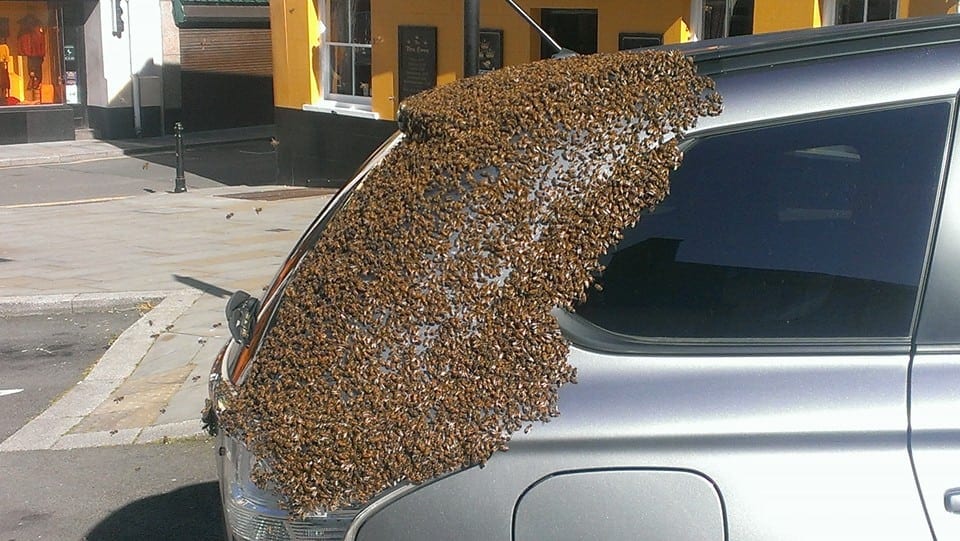 Bees on Car