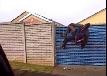 Home invader stuck on fence