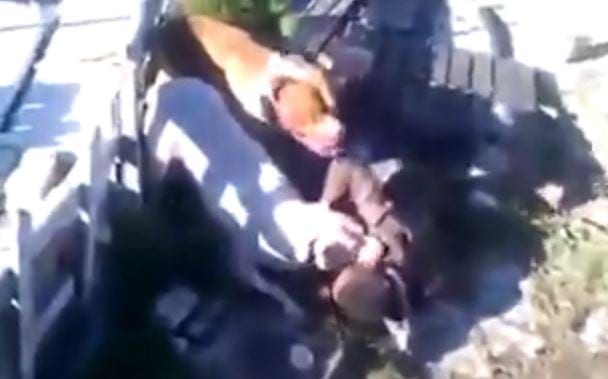 Pit Bulls MAUL a Burglar on the Cape Flats
