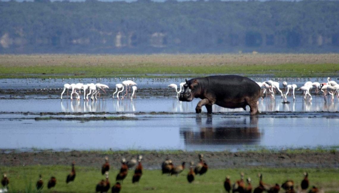 Developers stopped in tracks to protect estuary in landmark KwaZulu/Natal ruling