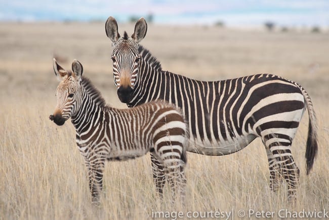 Elation as Cape mountain zebra is no longer endangered