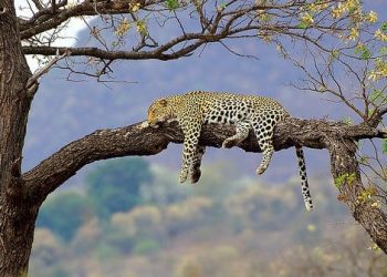 Next year hunting season on leopards could be open