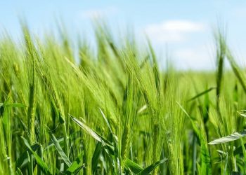 Farmers are still the best despite attacks and troubles